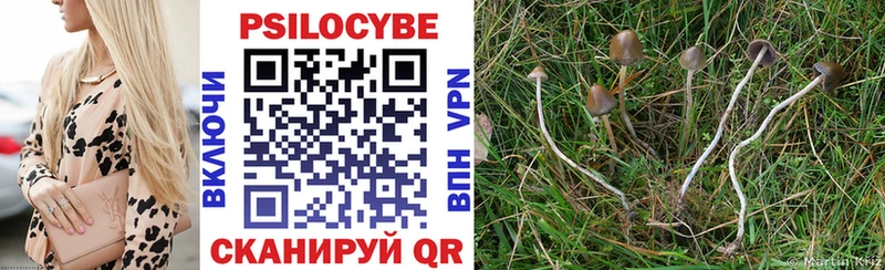 закладка  Павловск  Галлюциногенные грибы Psilocybine cubensis 